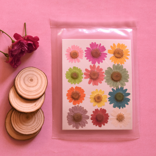 12 Dried Press Flower Daisy Sheet (1 Sheet Only)